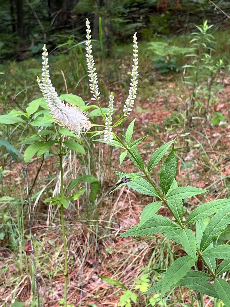 Veronicastrum Virginicum