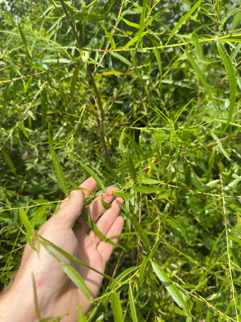 Salix Nigra