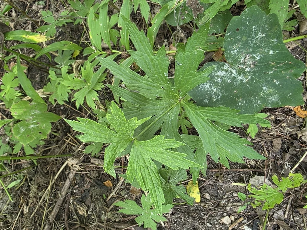 Anemone Canadensis