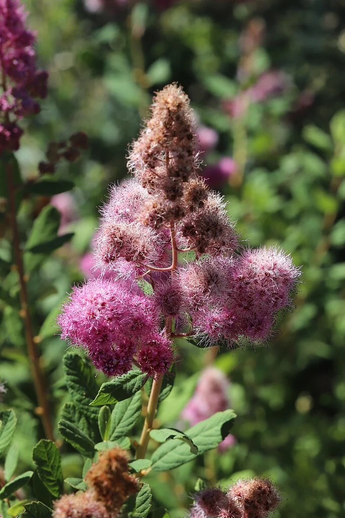 Spiraea Douglasii