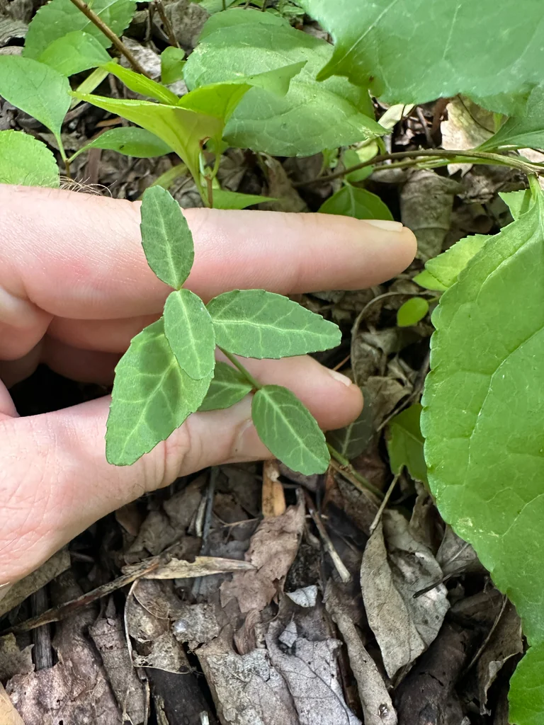 Euonymus fortunei