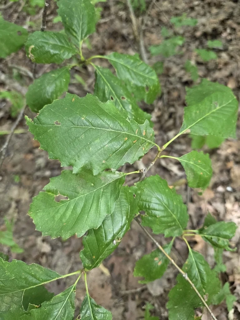 Quercus Muehlenbergii