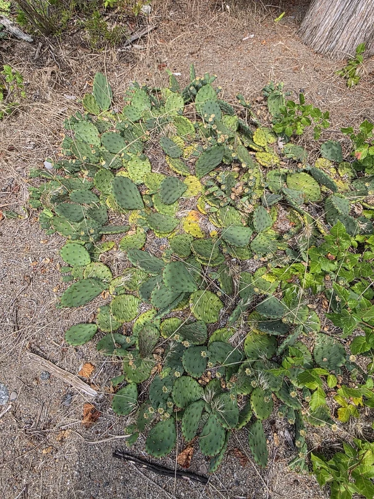Opuntia Humifusa