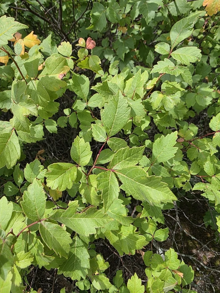 Rhus Aromatica