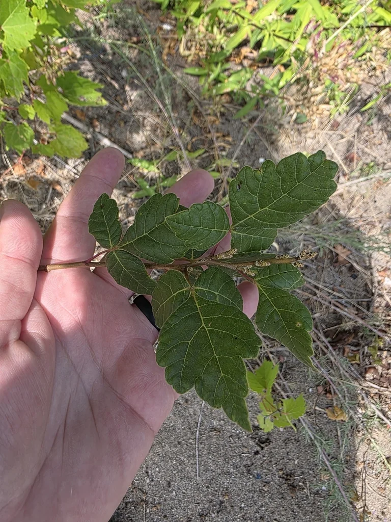 Rhus Aromatica
