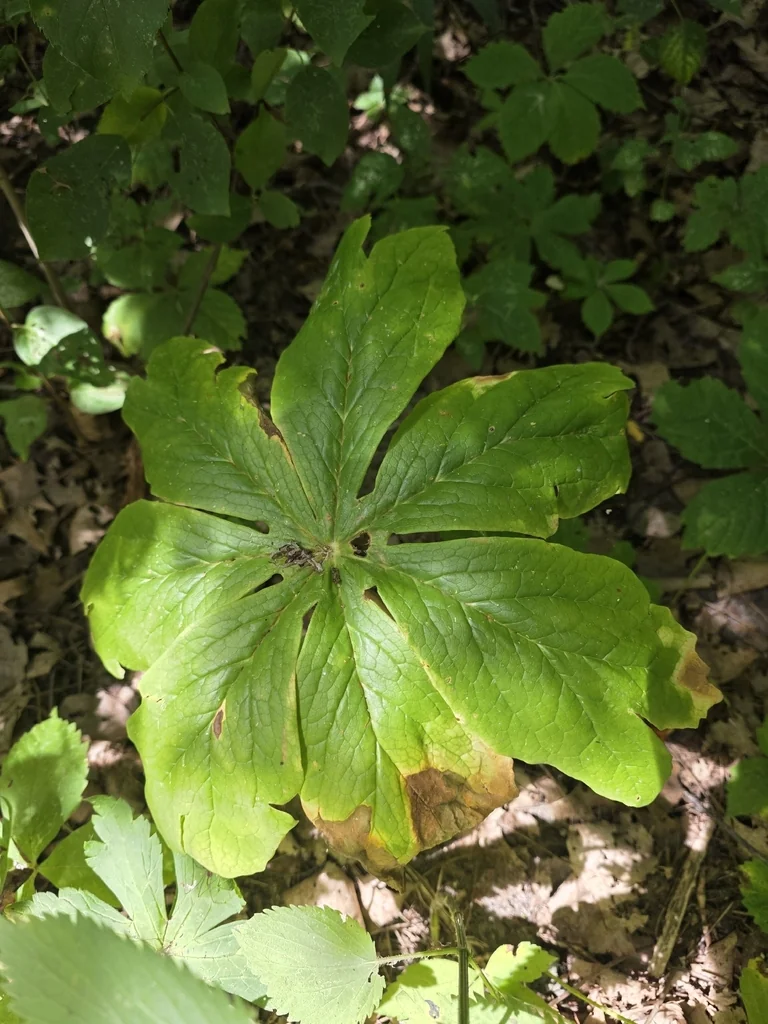 Podophyllum Peltatum
