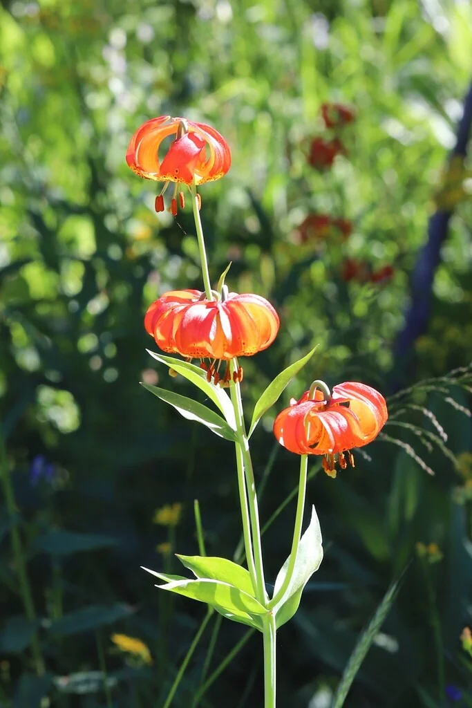 Lilium Pardalinum