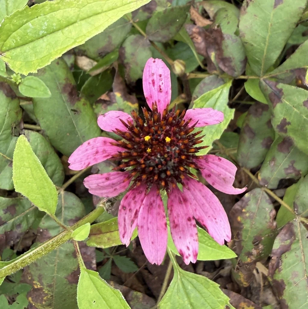 Echinacea Purpurea