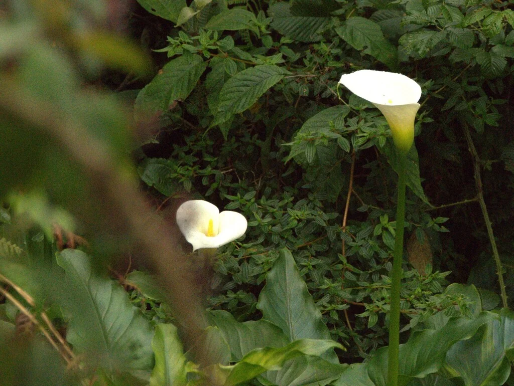 Zantedeschia Aethiopica