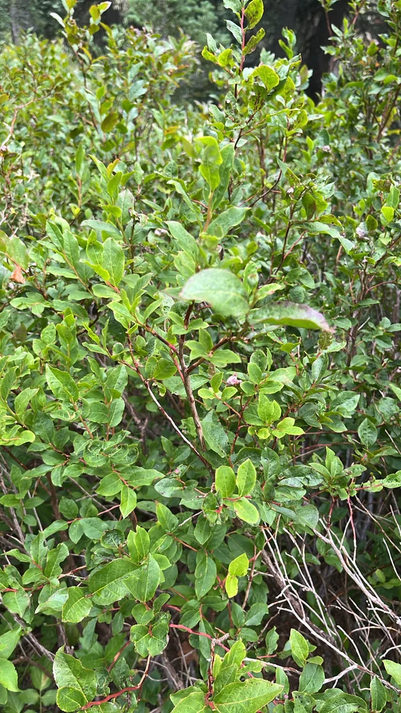 Vaccinium Membranaceum