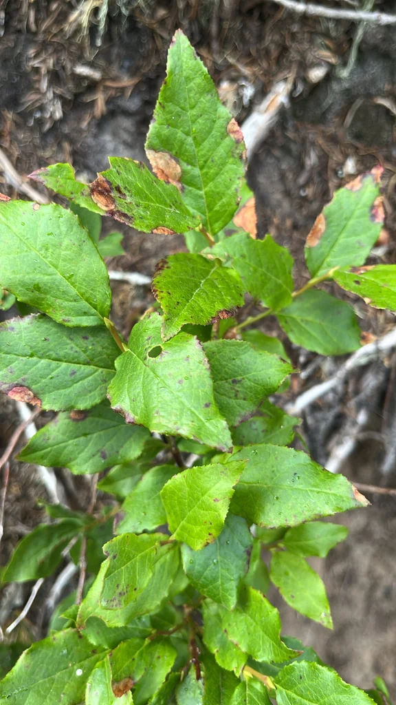 Vaccinium Membranaceum