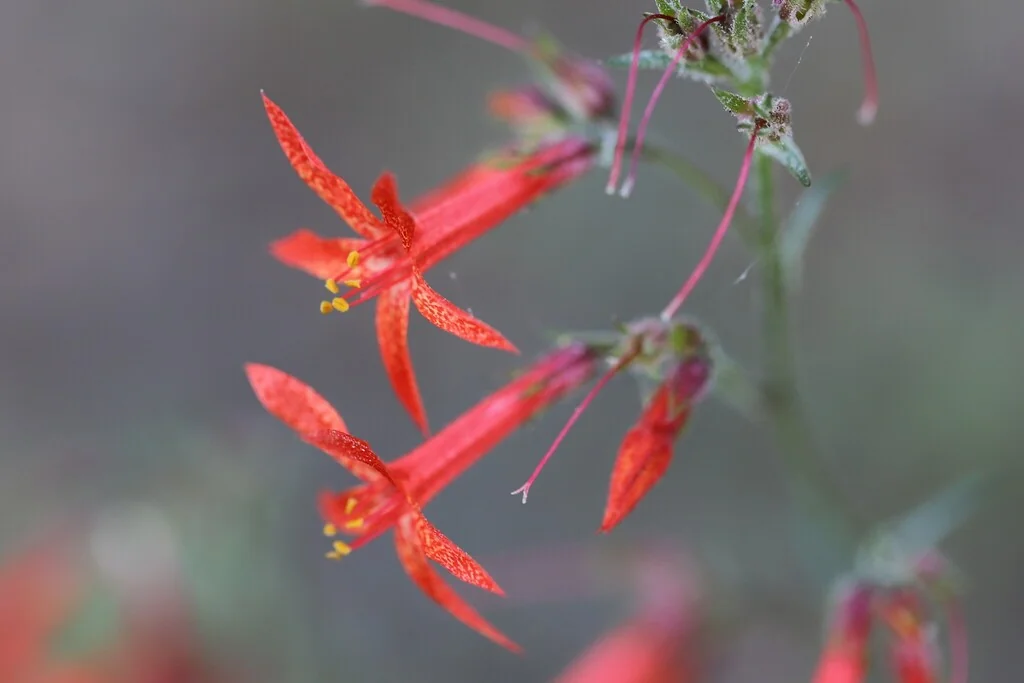 Ipomopsis Aggregata