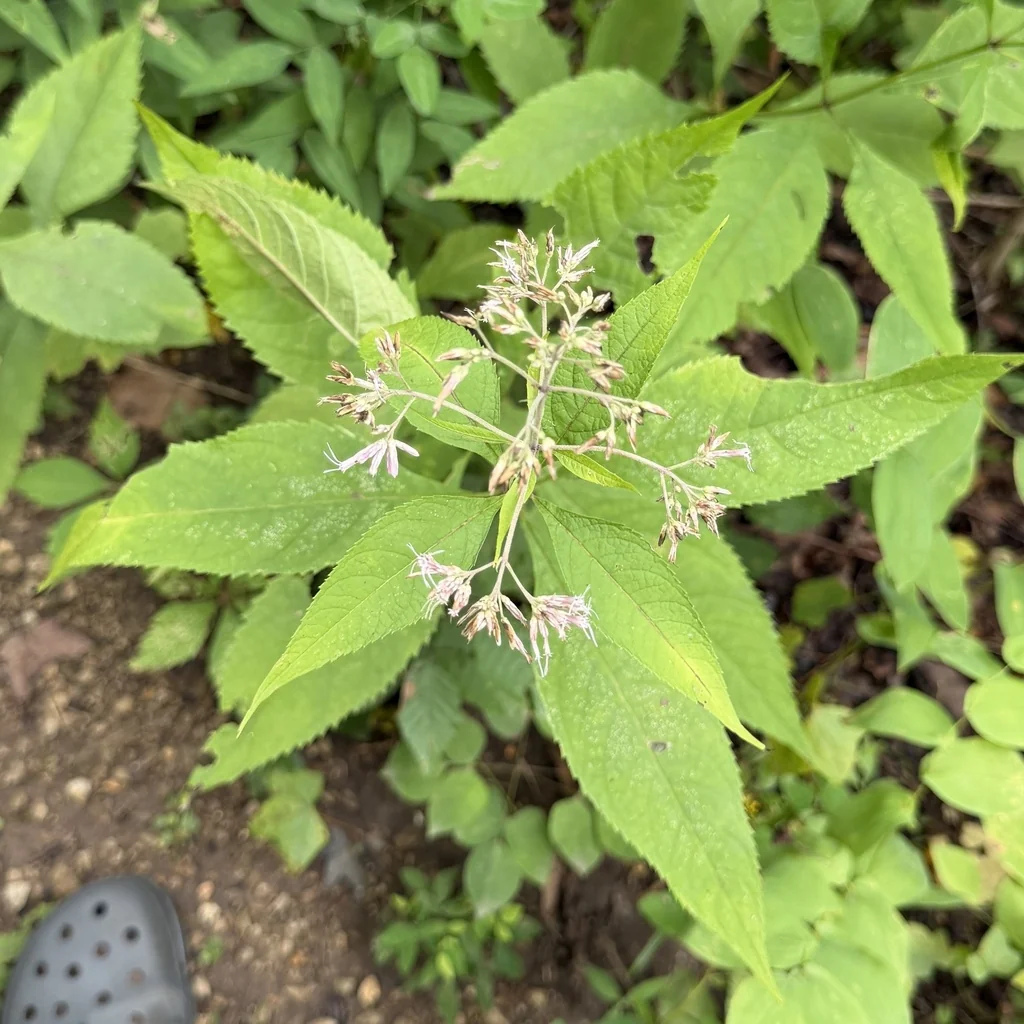 Eupatorium Purpureum
