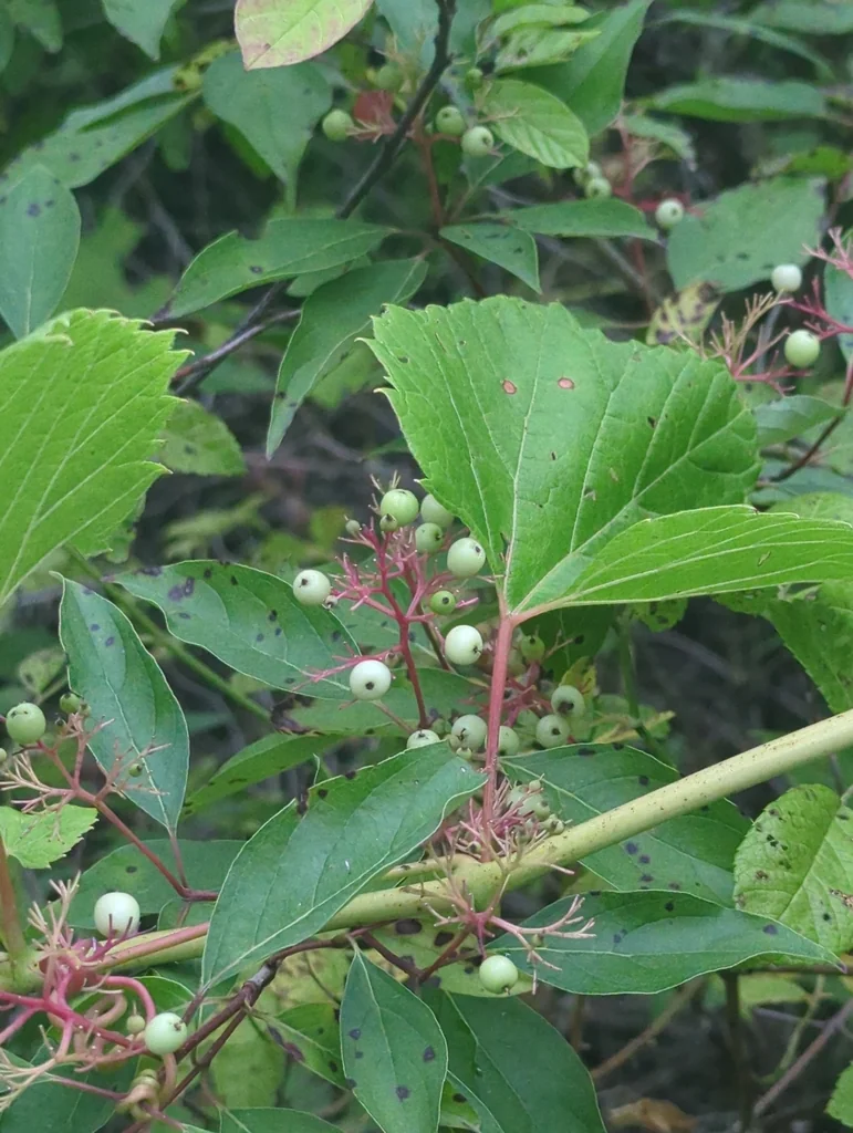 Cornus Racemosa
