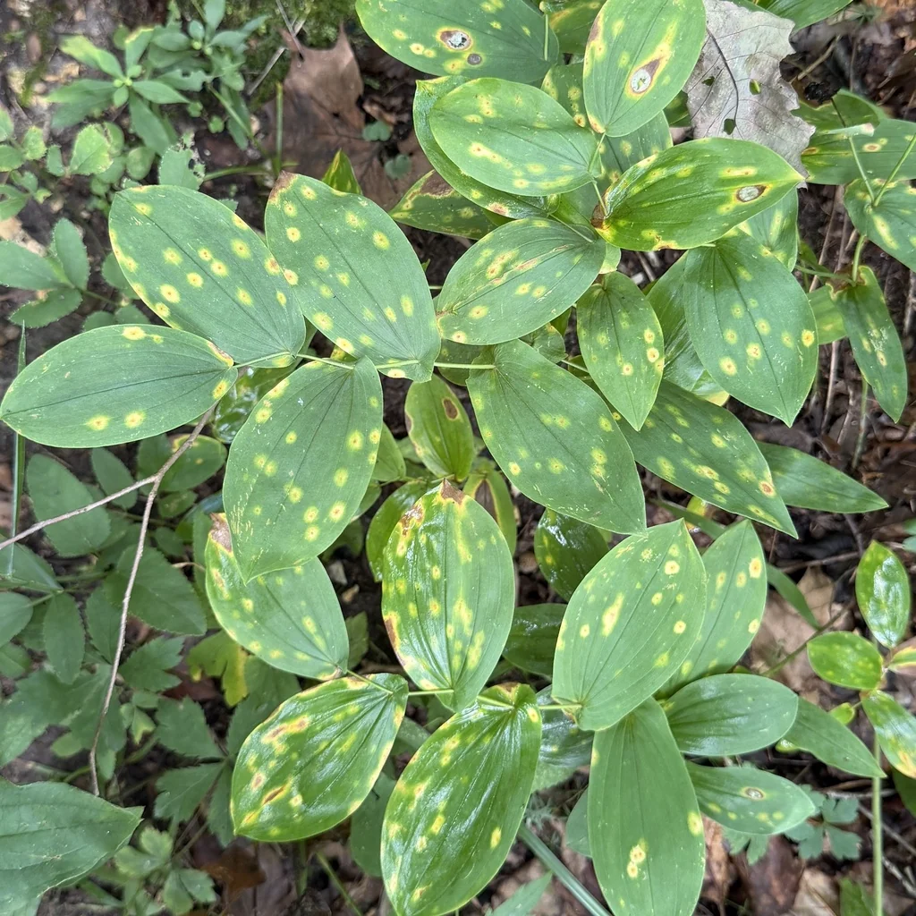 Uvularia grandiflora
