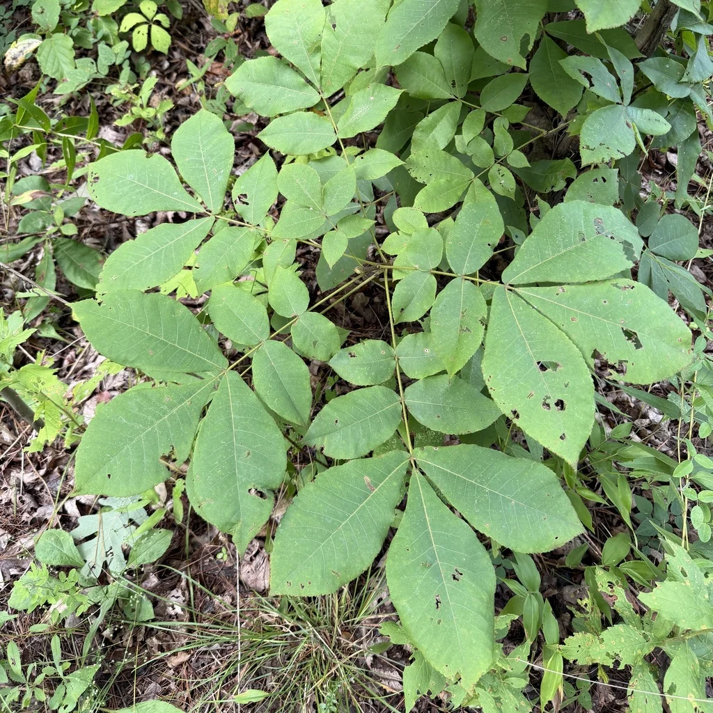 Carya Tomentosa