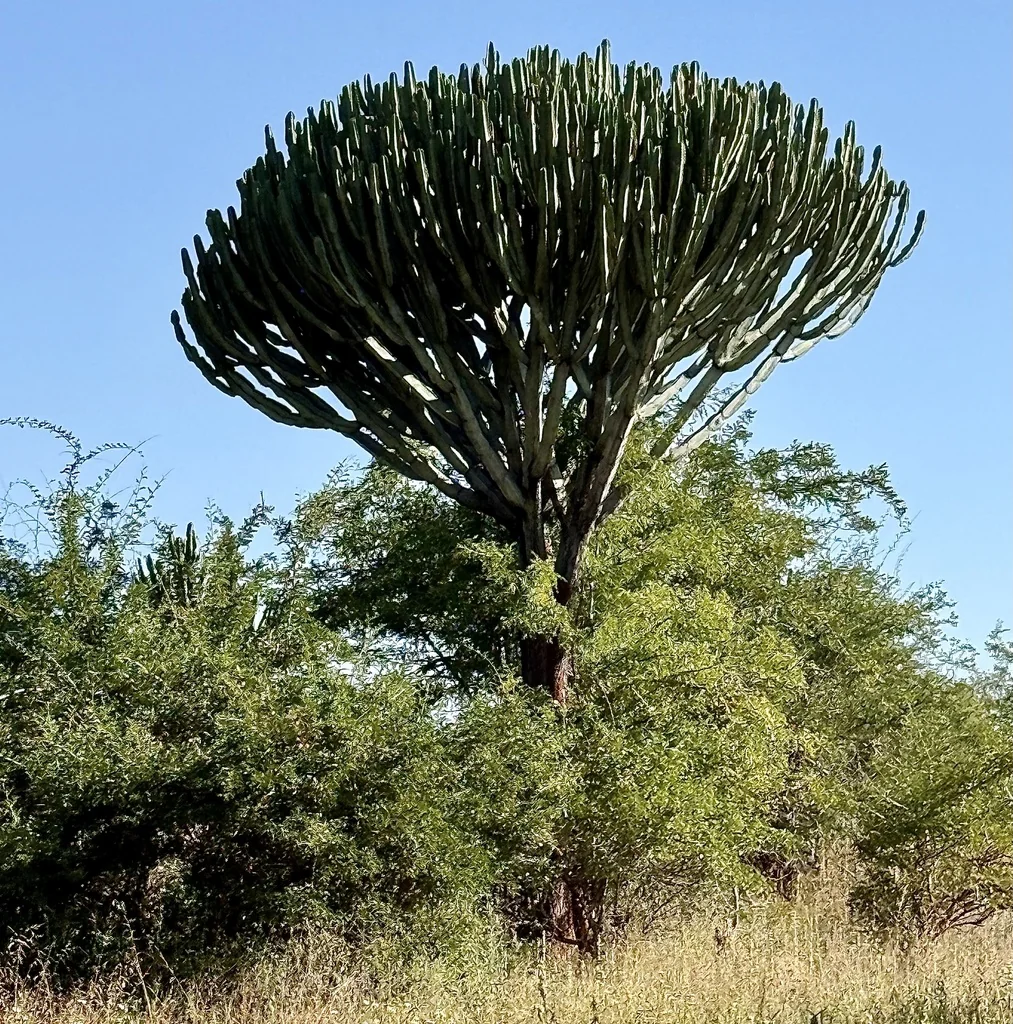 Euphorbia Ingens