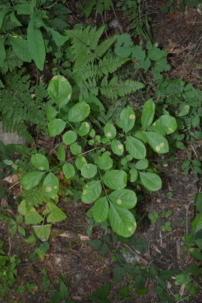 Fraxinus Latifolia