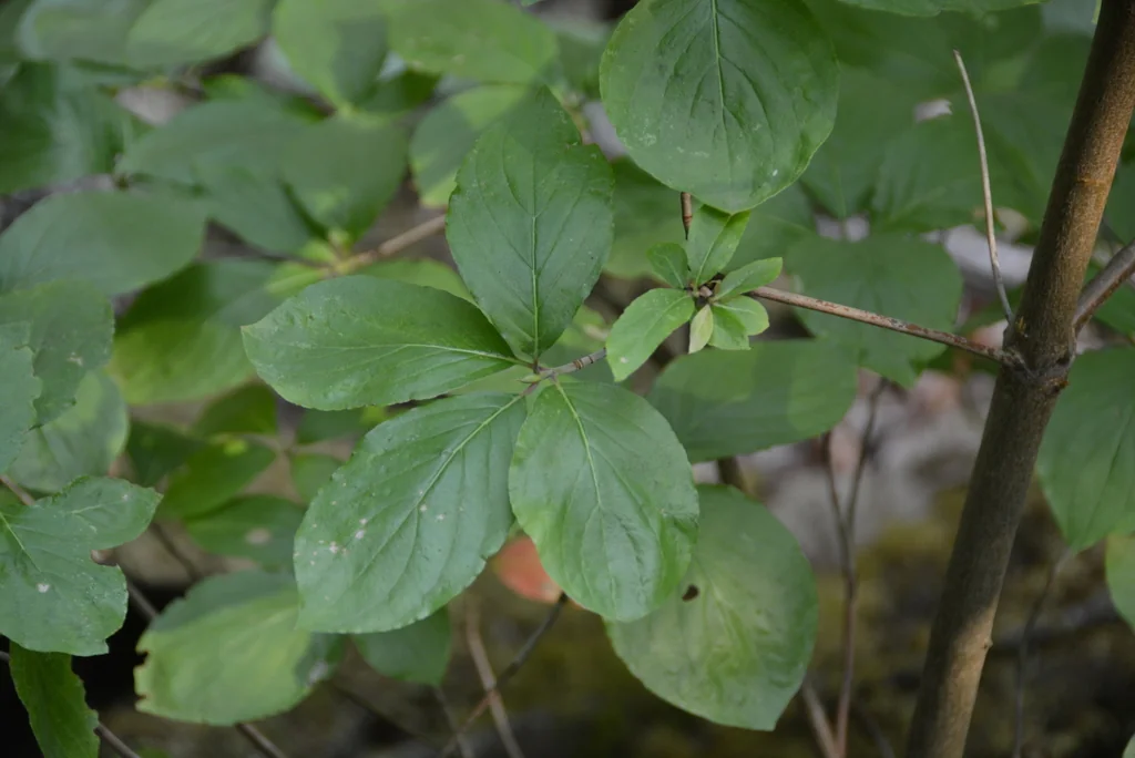Cornus Nuttallii