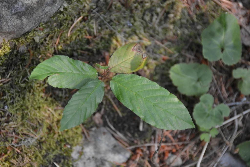 Frangula Purshiana
