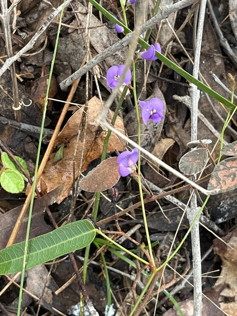 Hardenbergia Violacea