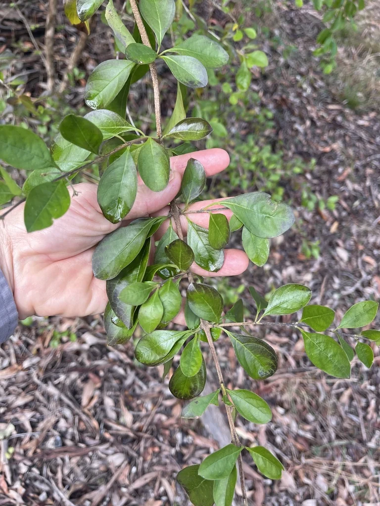 Duranta Erecta