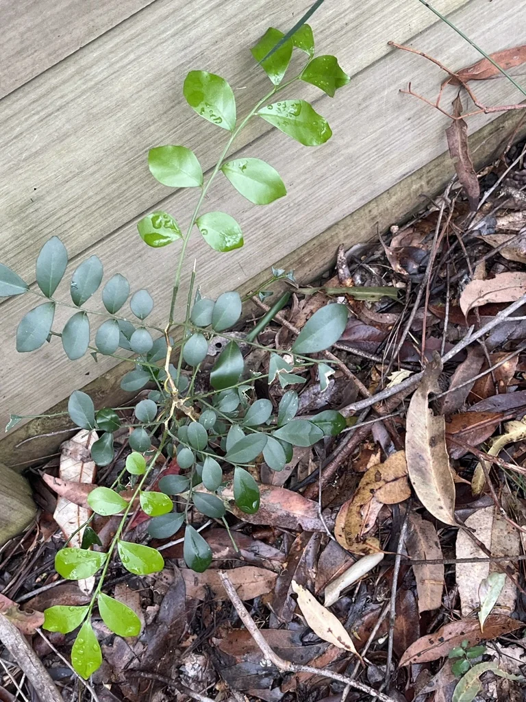 Murraya Paniculata