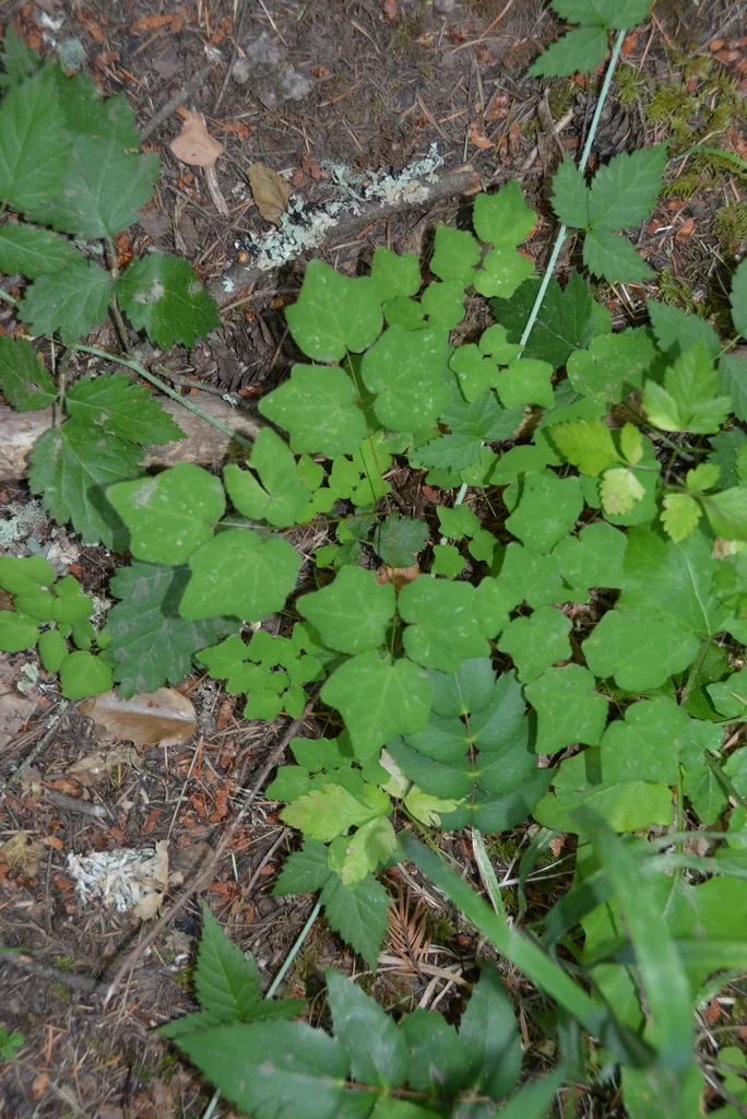 Vancouveria Hexandra