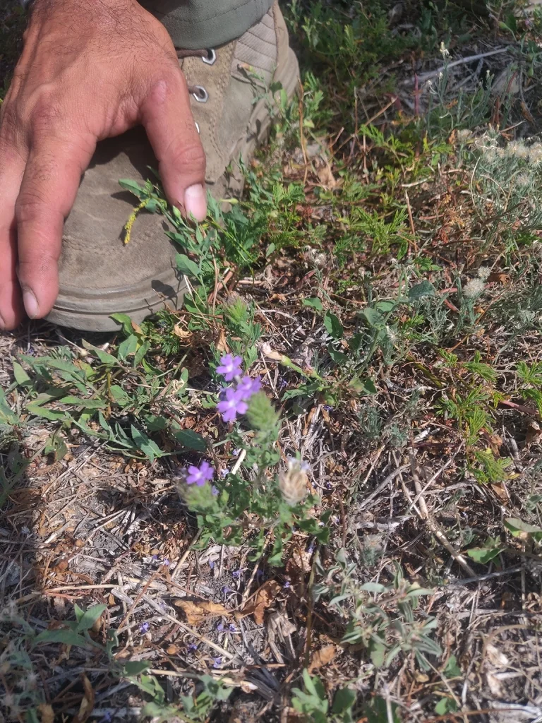 Glandularia Bipinnatifida