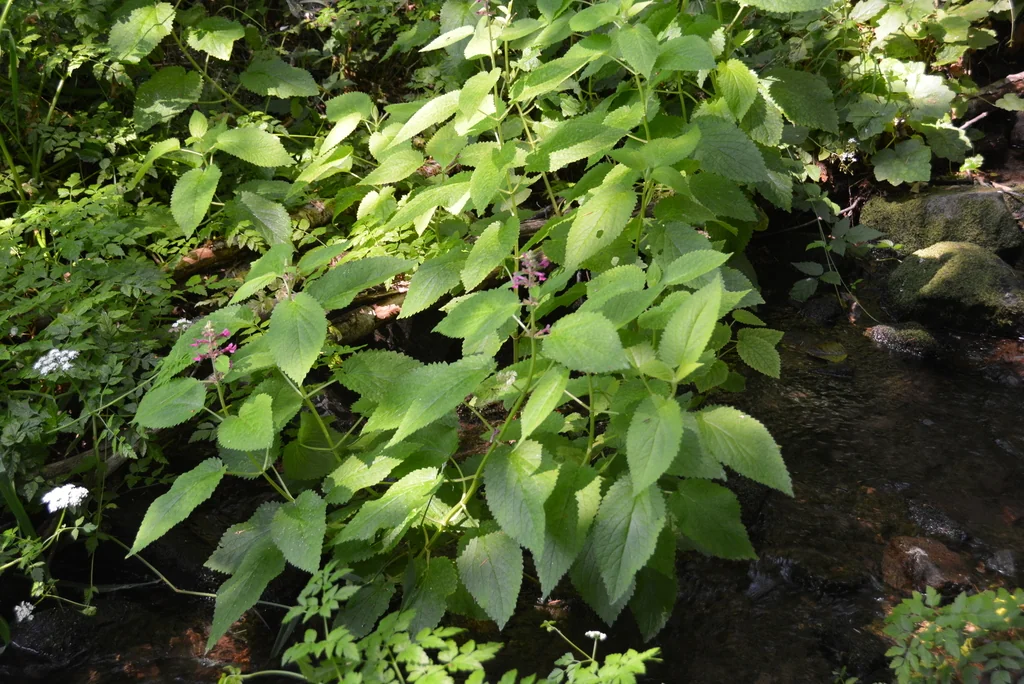 Stachys chamissonis