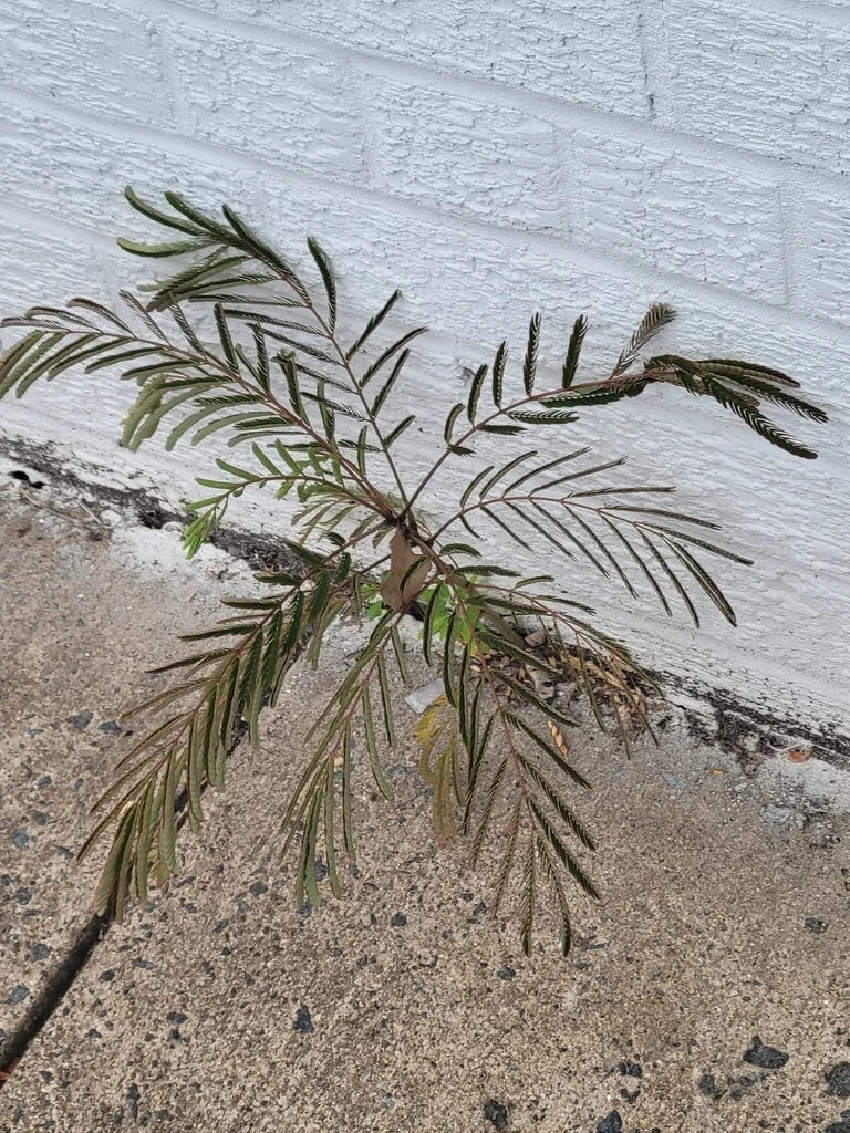 Albizia Julibrissin