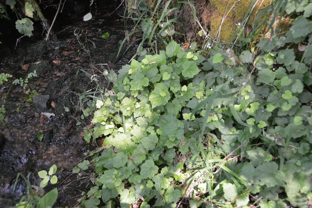 Tolmiea Menziesii