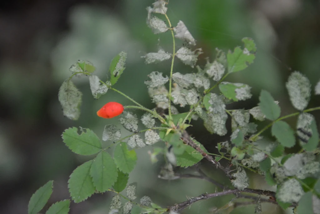 Rosa gymnocarpa