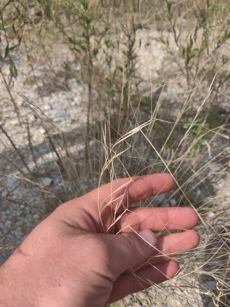 Aristida Purpurea