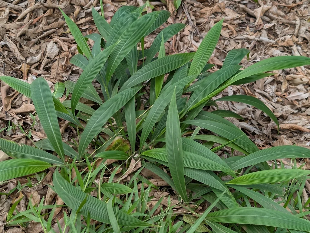 Setaria Palmifolia
