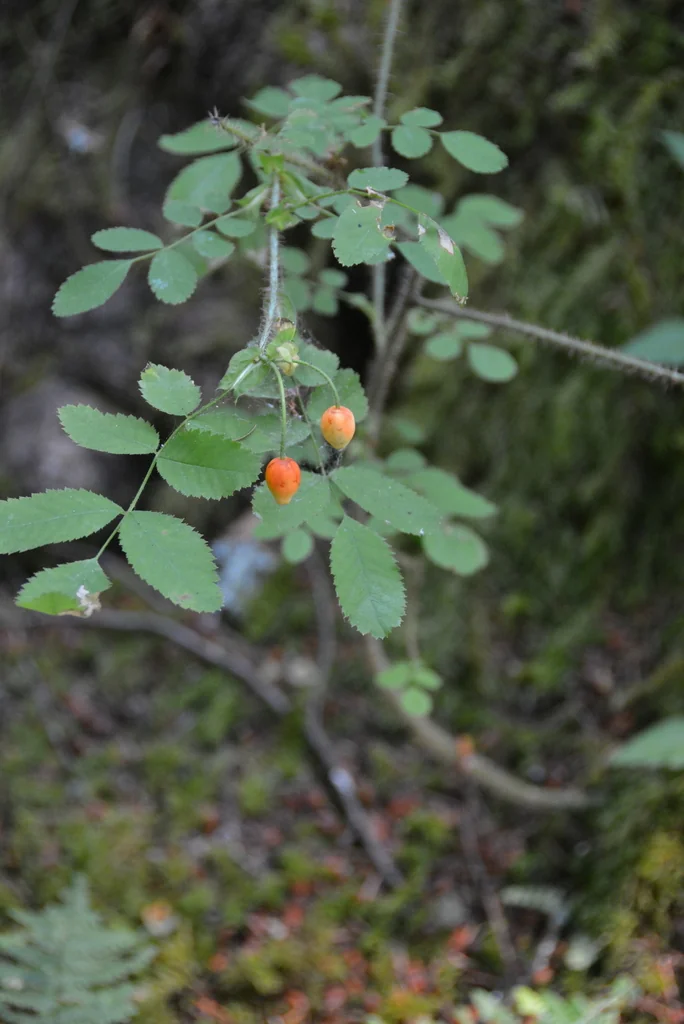 Rosa gymnocarpa