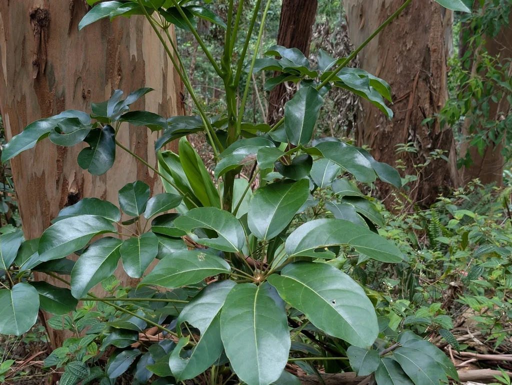 Schefflera Actinophylla