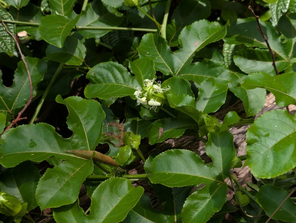 Passiflora Edulis