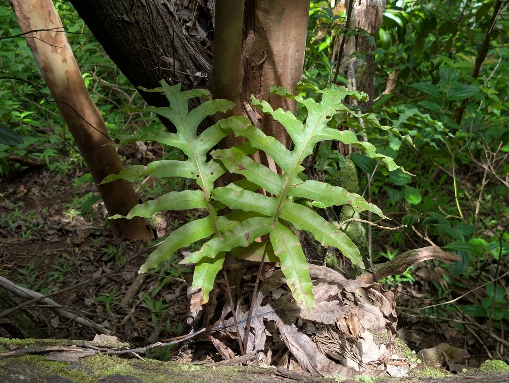 Phlebodium Aureum