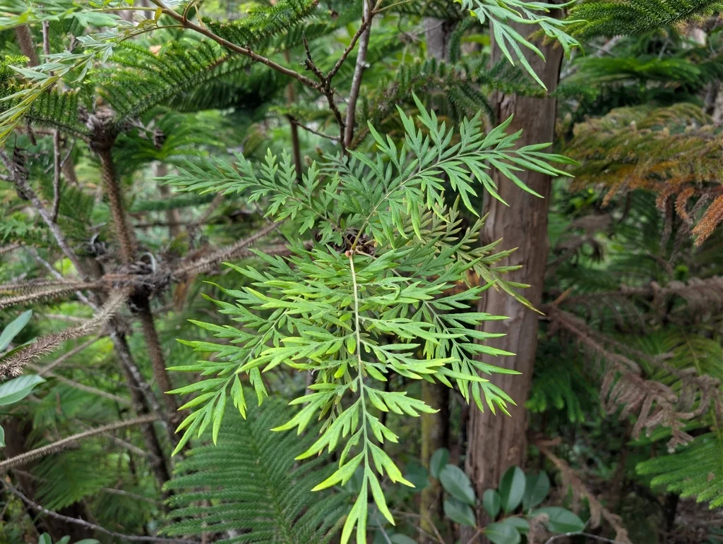 Grevillea Robusta