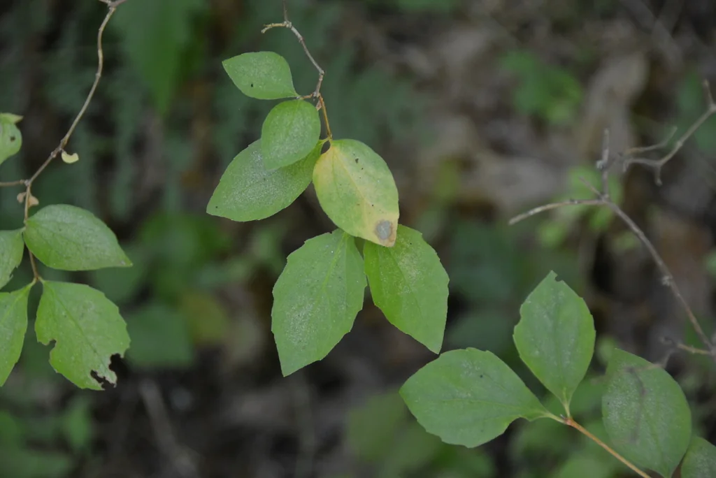 Philadelphus Lewisii