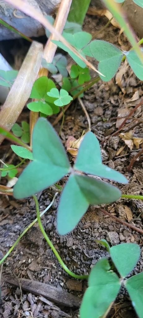 Oxalis Triangularis