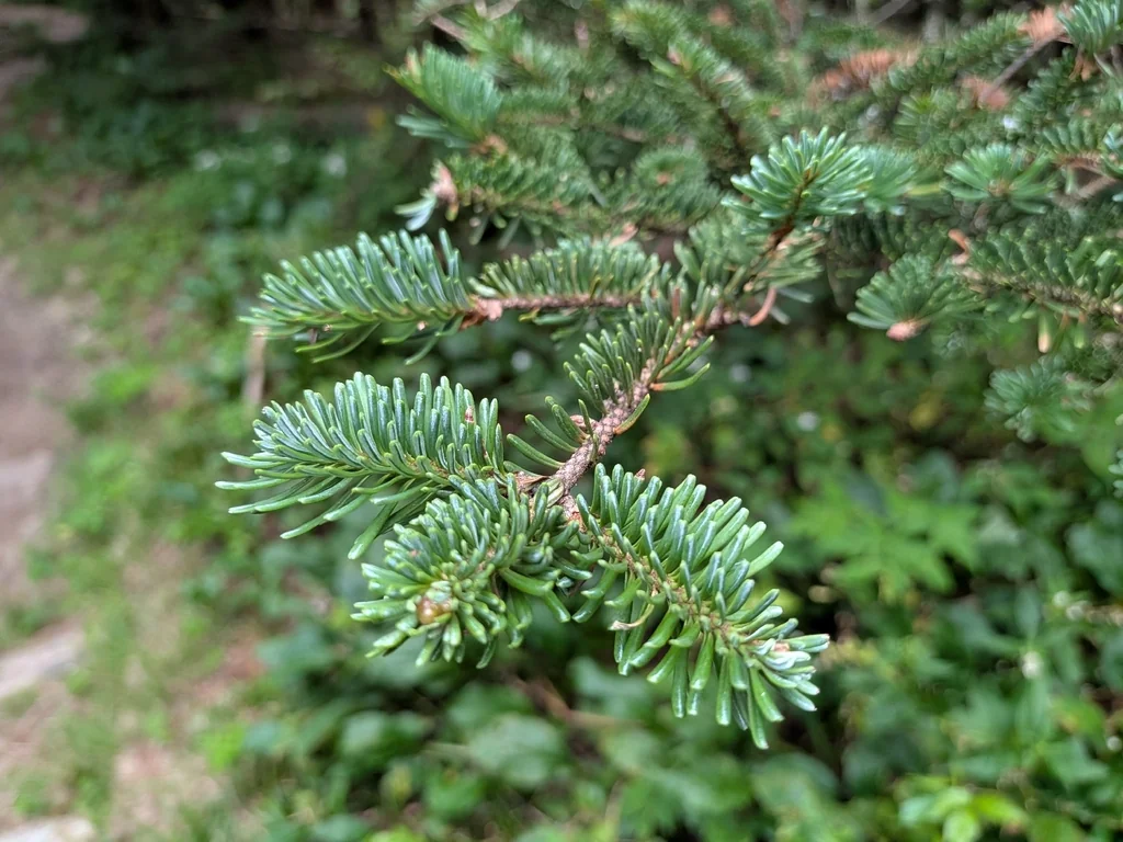 Abies Fraseri