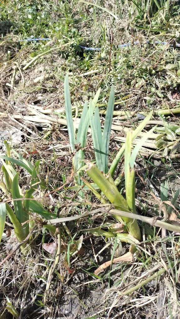 Iris Pseudacorus
