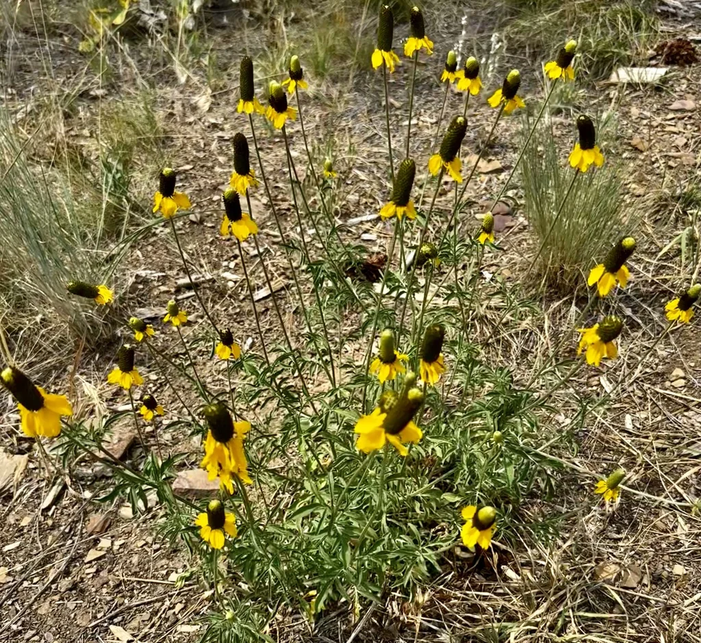 Ratibida Columnifera