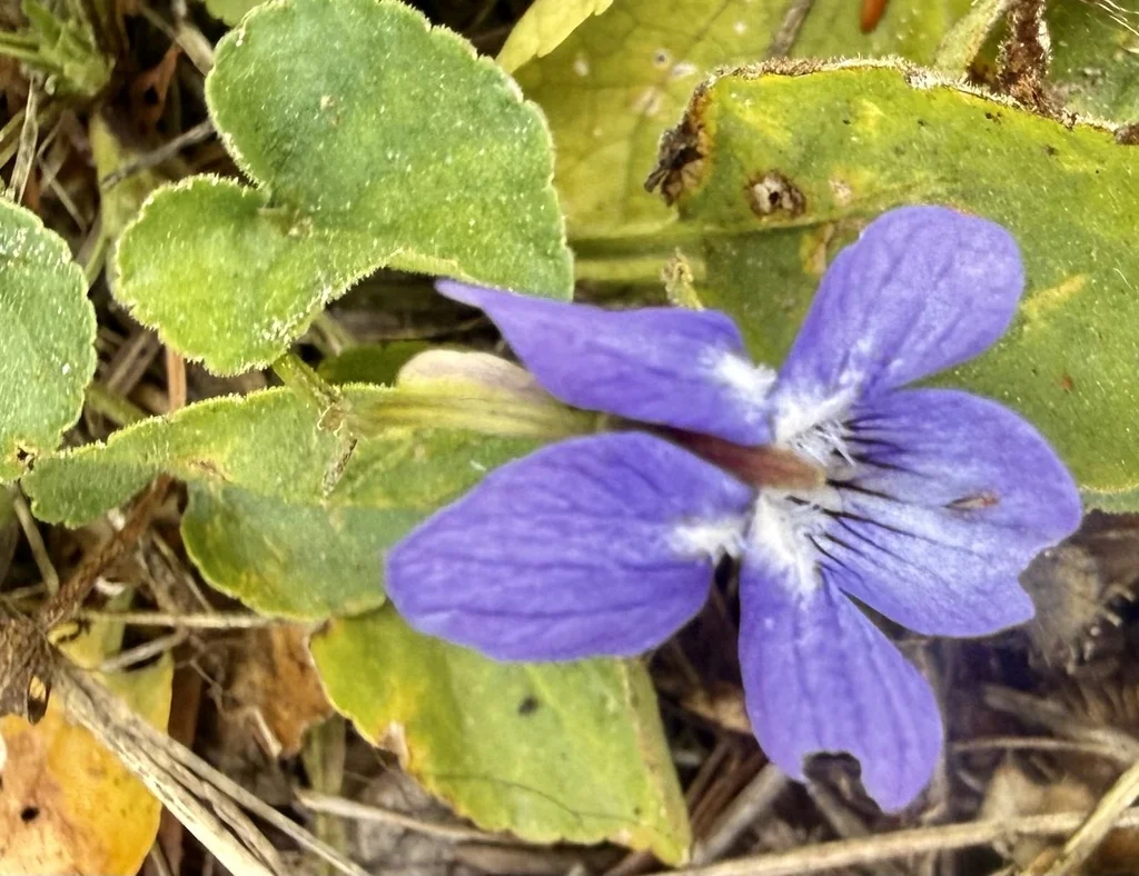Viola Adunca