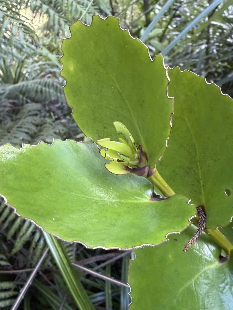 Griselinia Lucida