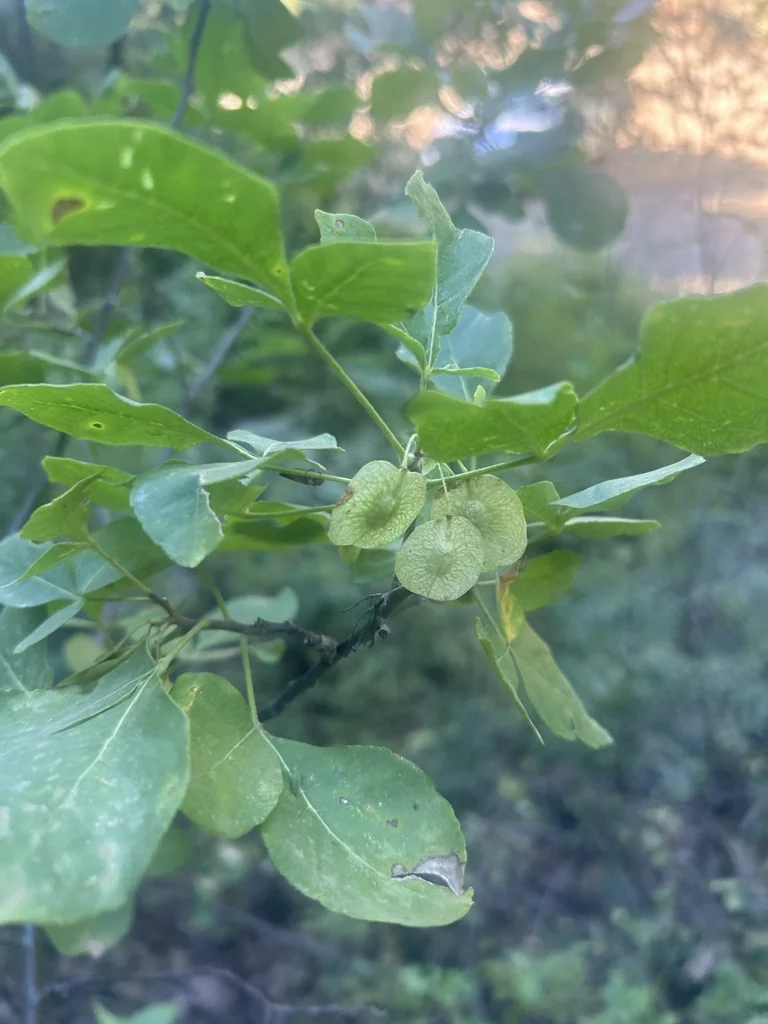 Ptelea Trifoliata