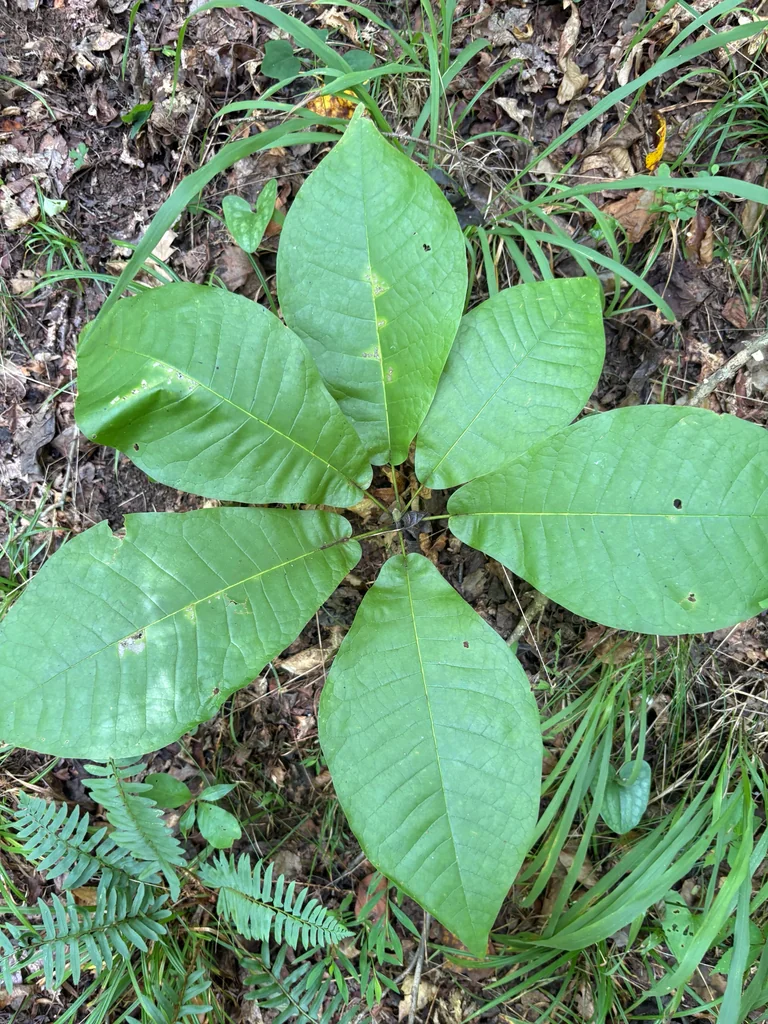 Magnolia Macrophylla