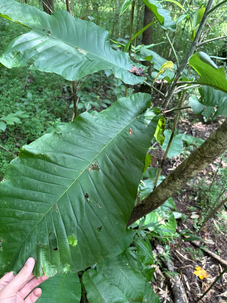 Magnolia Macrophylla